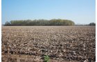 Property photo 9 - 641 Acres Offered in 16 Tracts - 545 Cropland Acres